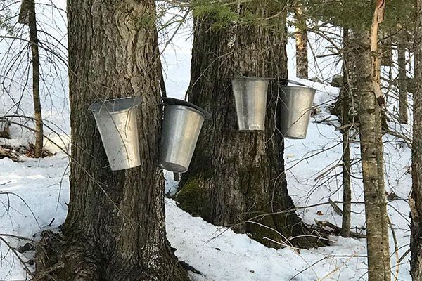 maple syrup buckets on trees in the snow