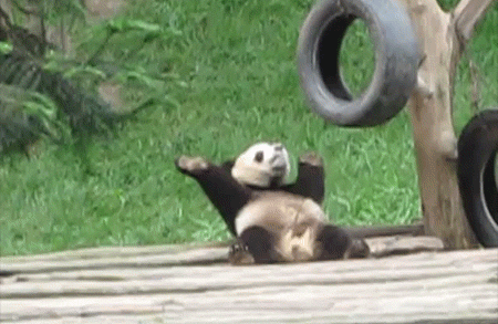 panda-dance