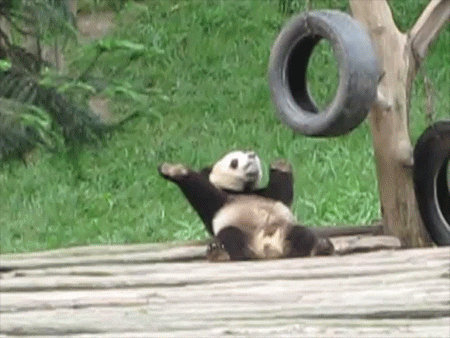 panda-dance
