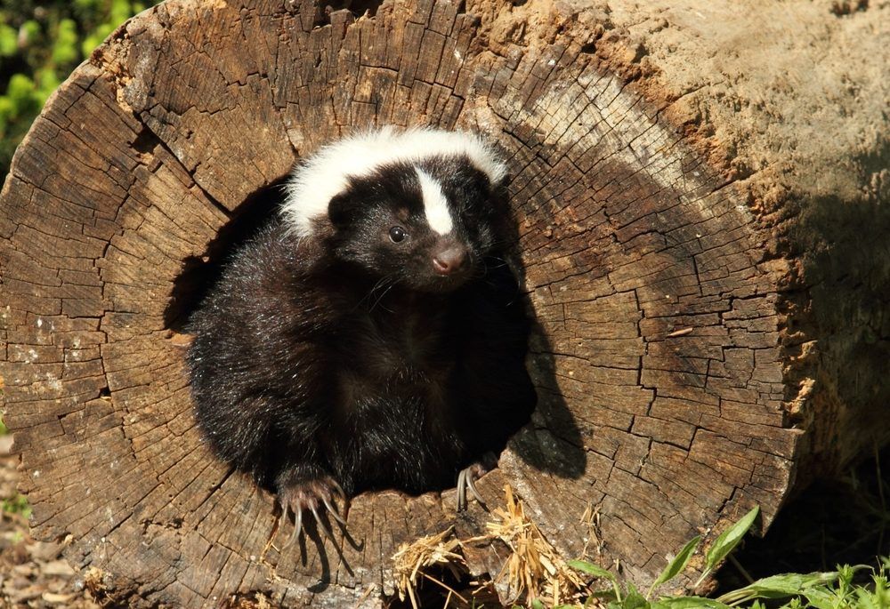skunk