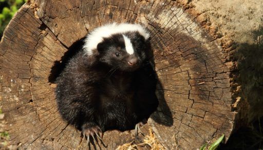 skunk