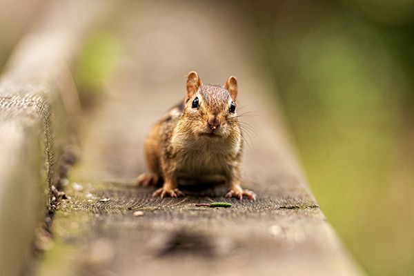 chipmunk perched on a wooden ledge