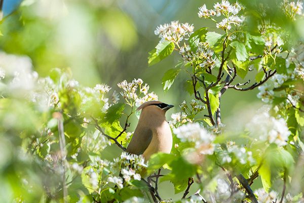 a cedar waxwing sits perched in a tree
