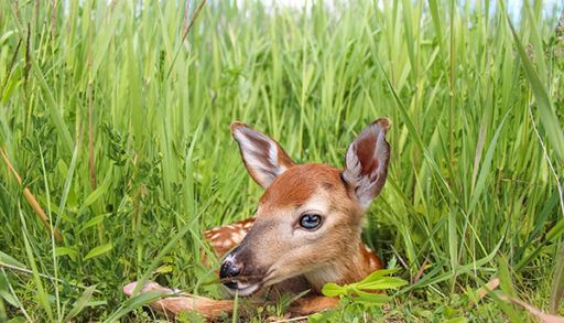 deer fawn in bright green grass, spring