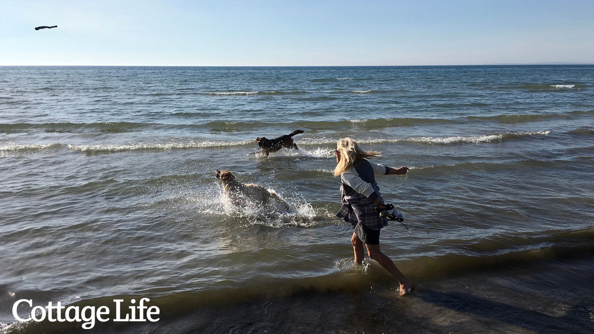 Dogs and a girl jump in the waves
