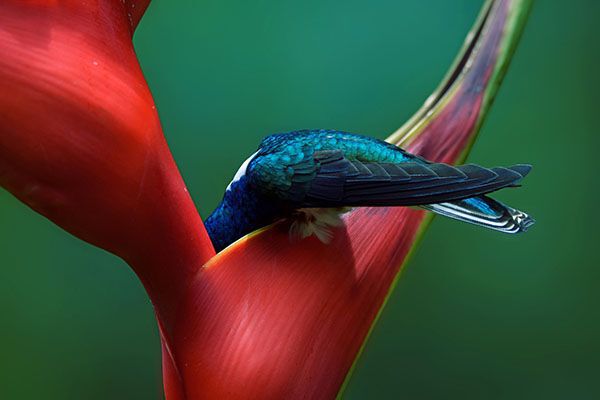 White-necked Jacobin bird with face in flower