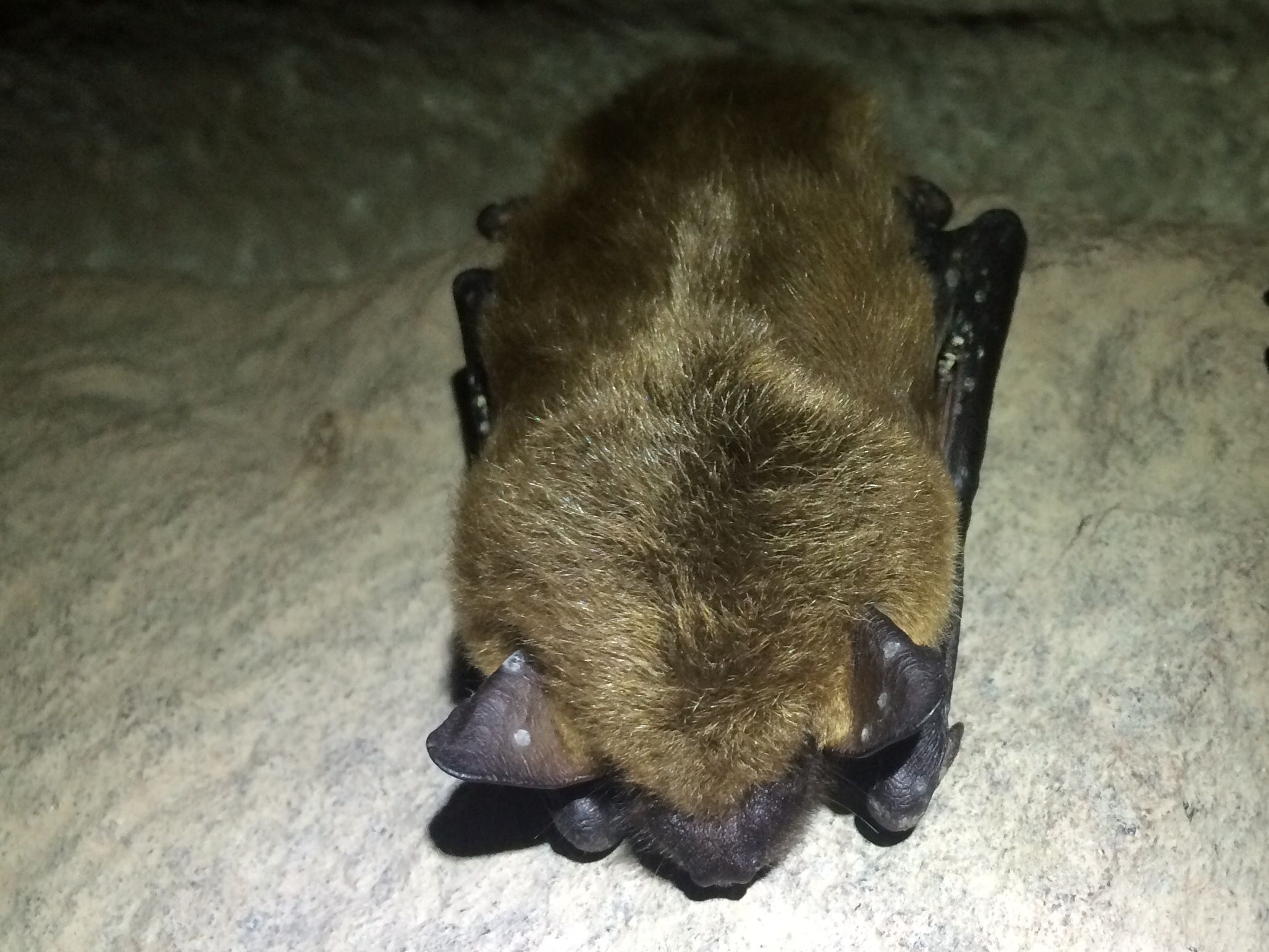 Little brown bat with white-nose fungus