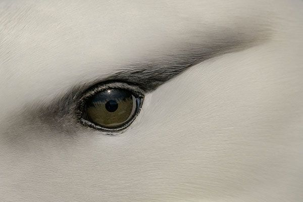 Black-browed Albatross bird close up