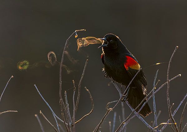 Red-winged Blackbird emits vapour from its mouth, bird