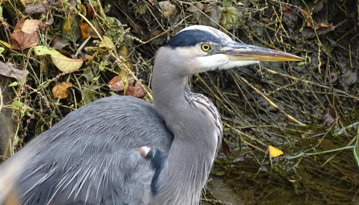 Great Blue Heron