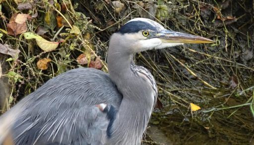 Great Blue Heron