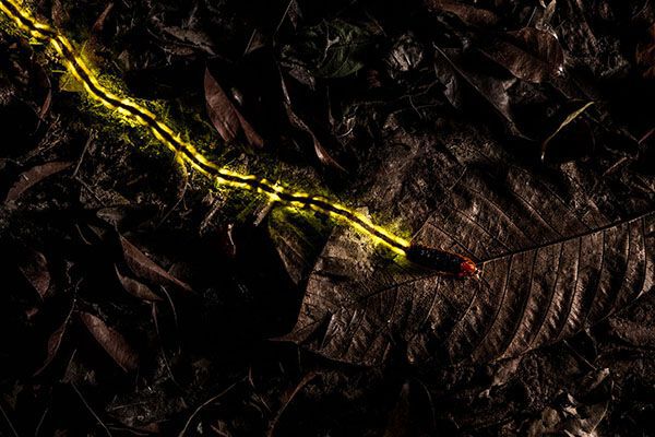 firefly larva emits a glow from its light organs