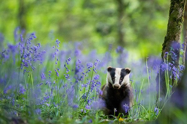 badger posing in bluebells, nature photography