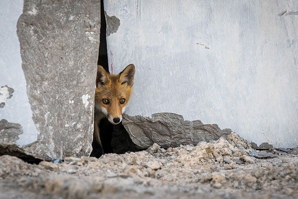 fox peeking from quarry wall, wildlife photography