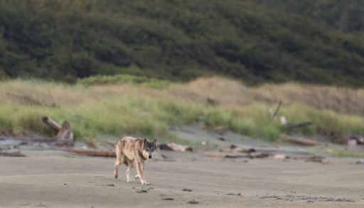 coastal wolf