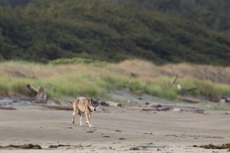 coastal wolf