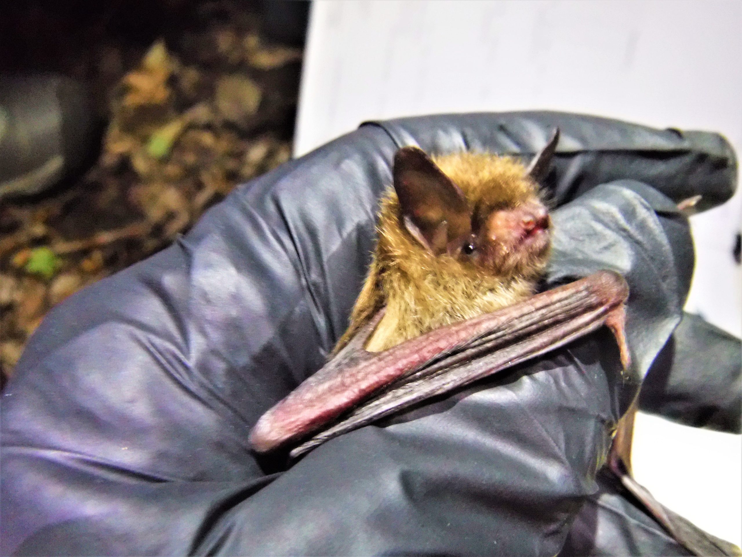Little brown bat survivor white-nose syndrome