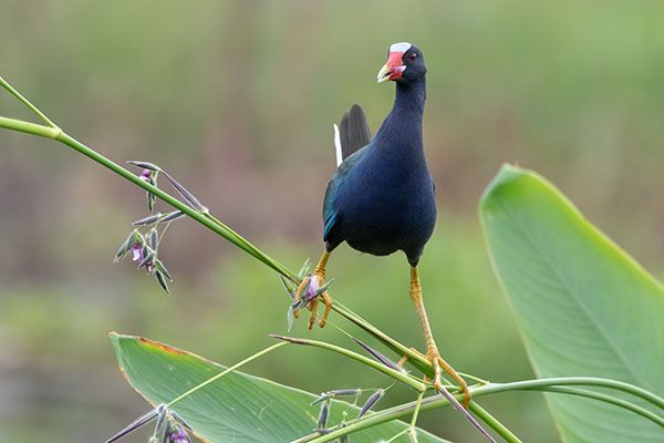 Purple Gallinule bird stands on tree branch