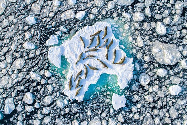 aerial view of crabeater seals in a group on the ice