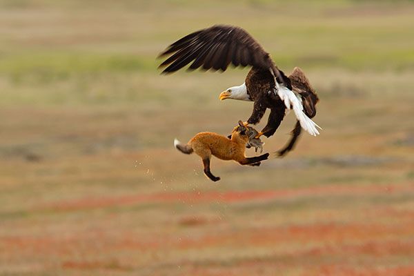bald eagle fights with fox as its carrying away a rabbit, bird
