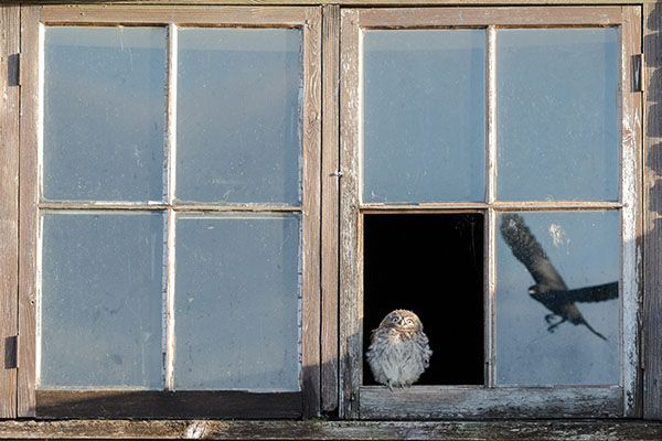 baby owl sitting in a window surprised at an ongoing hawk