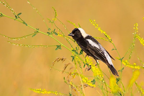 Bobolink perched on a tree branch, bird