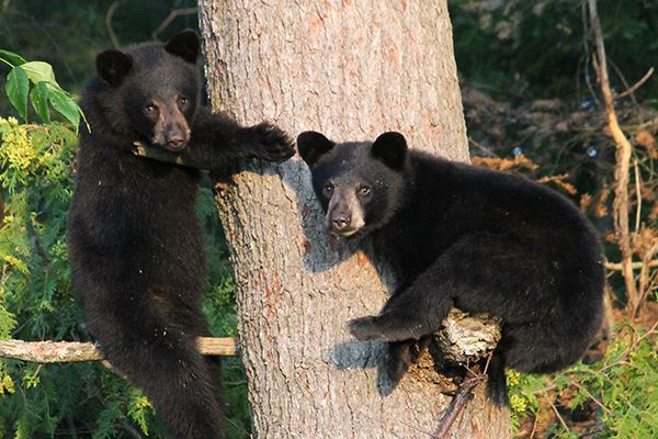 black bears climbing a tree