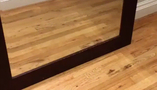 dog surprised by reflection in mirror