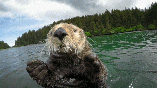 otter floating in a river