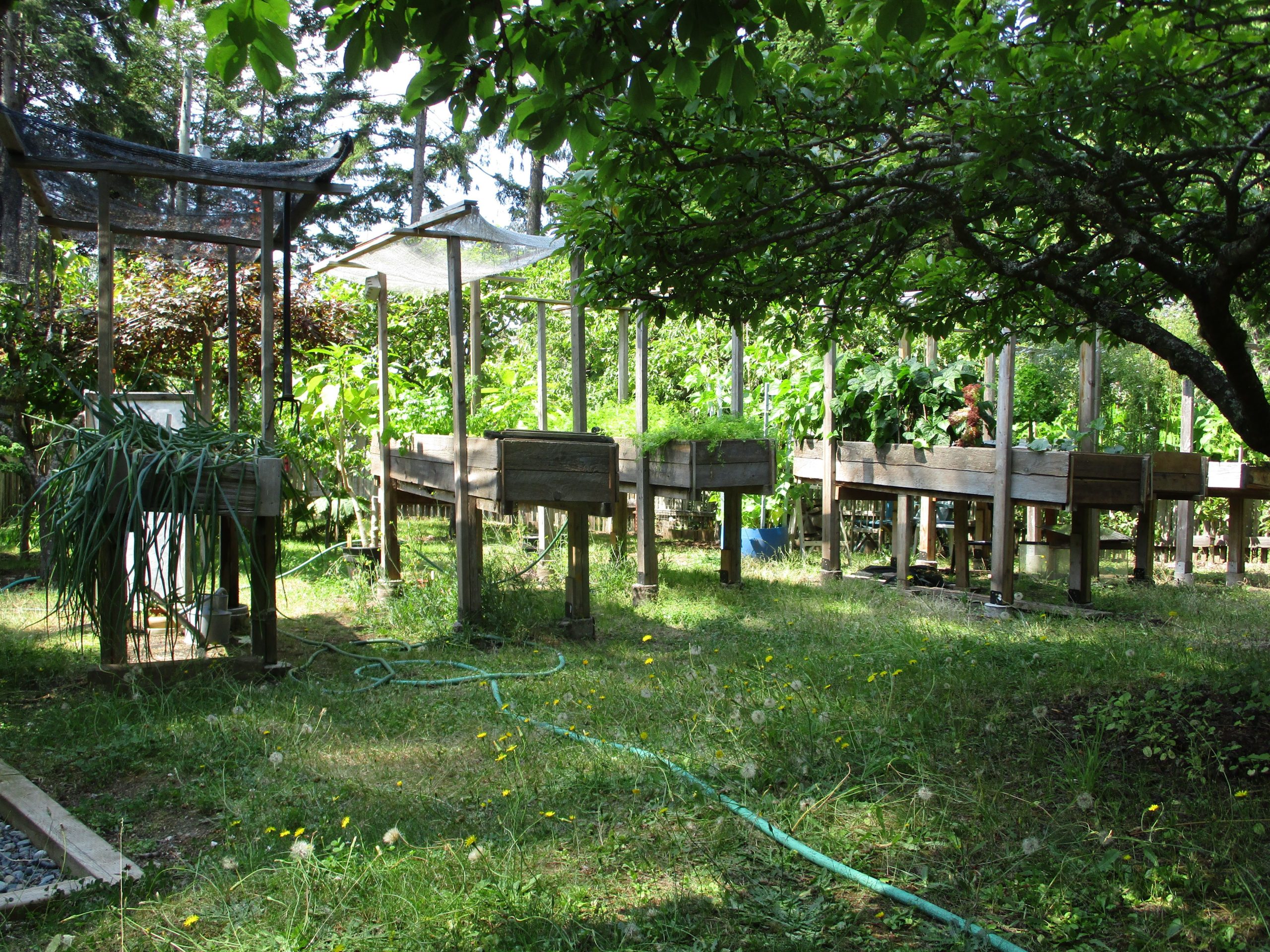 A view of five or six raised garden beds growing gardens