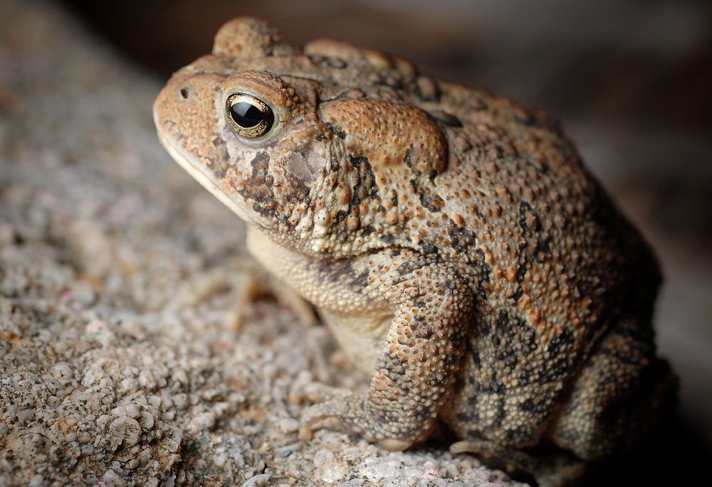 American toad sitting on rock
