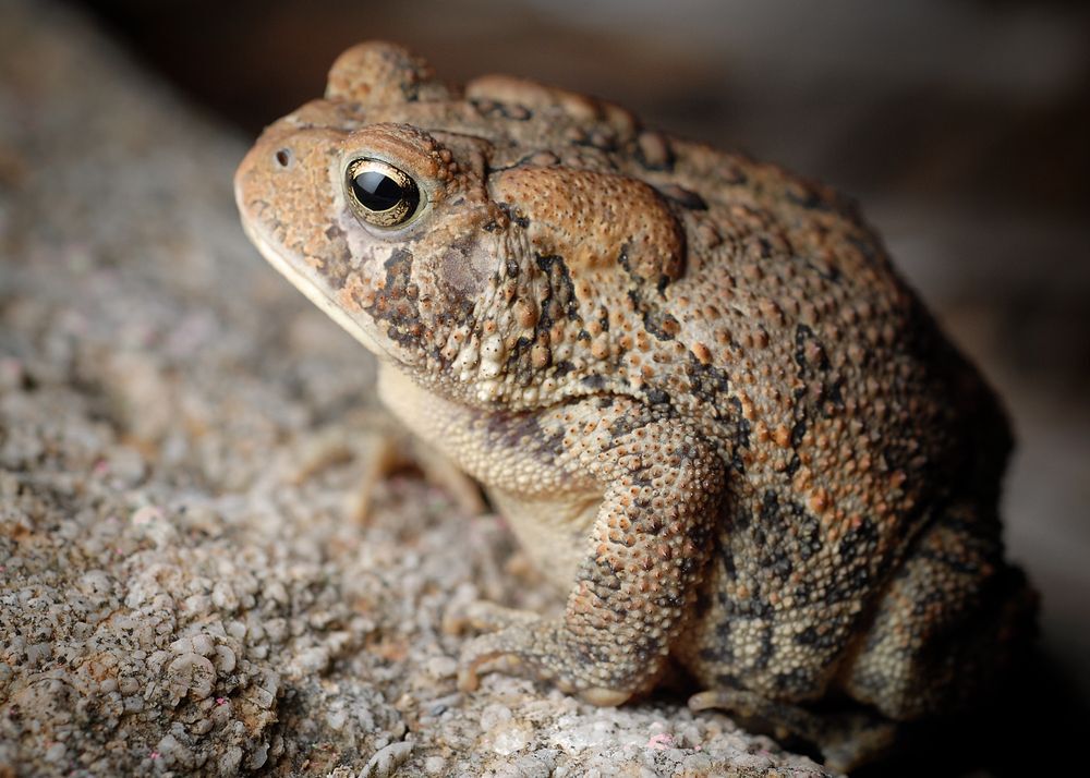 American toad sitting on rock