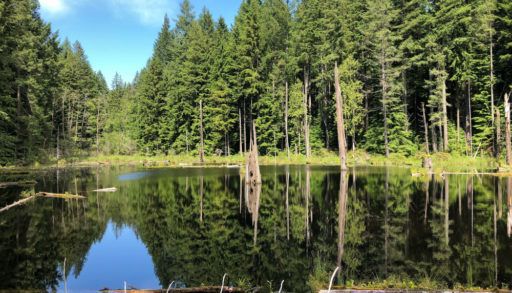 A lake reflecting the trees