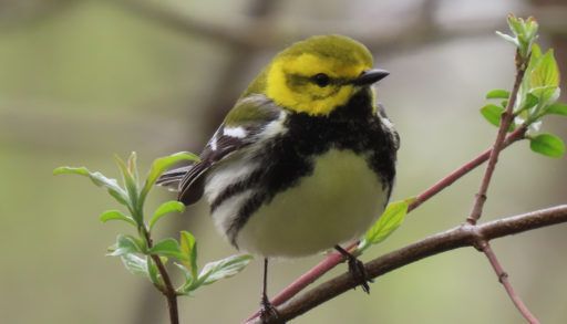 black-throated green warbler on a twig