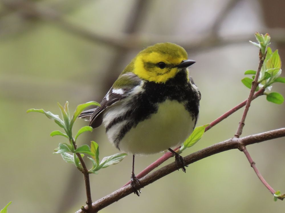 black-throated green warbler on a twig