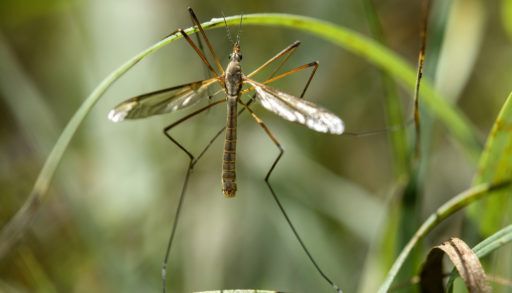 A male crane fly