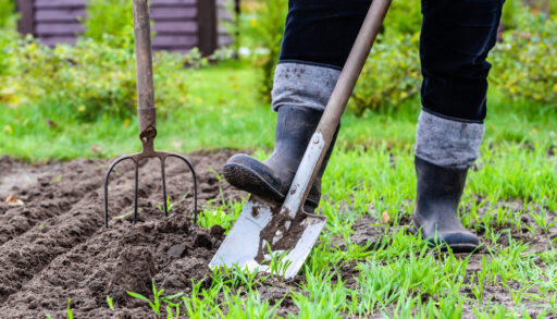 Gardener digging in the garden. Soil preparing for planting in spring.