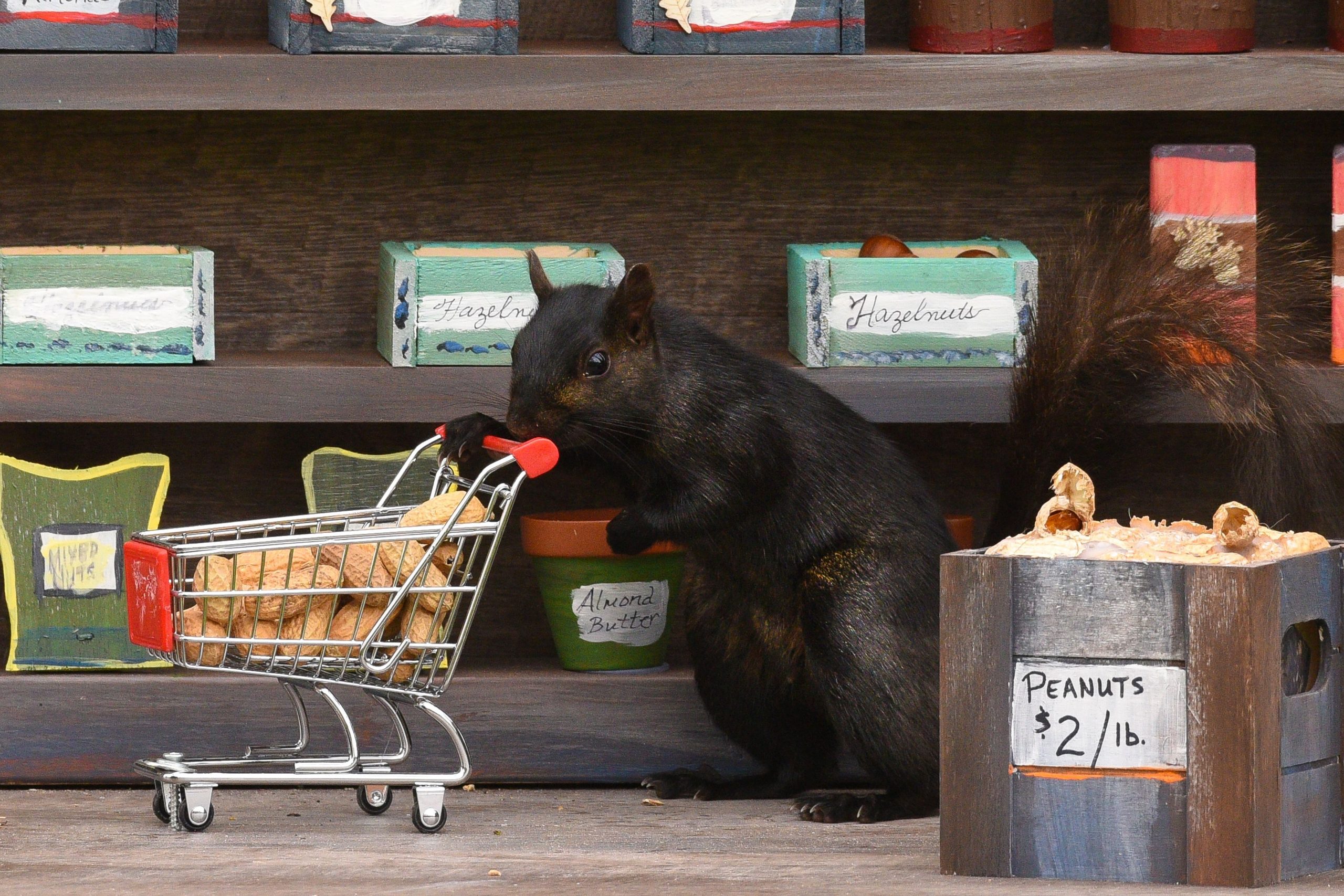 squirrel shop