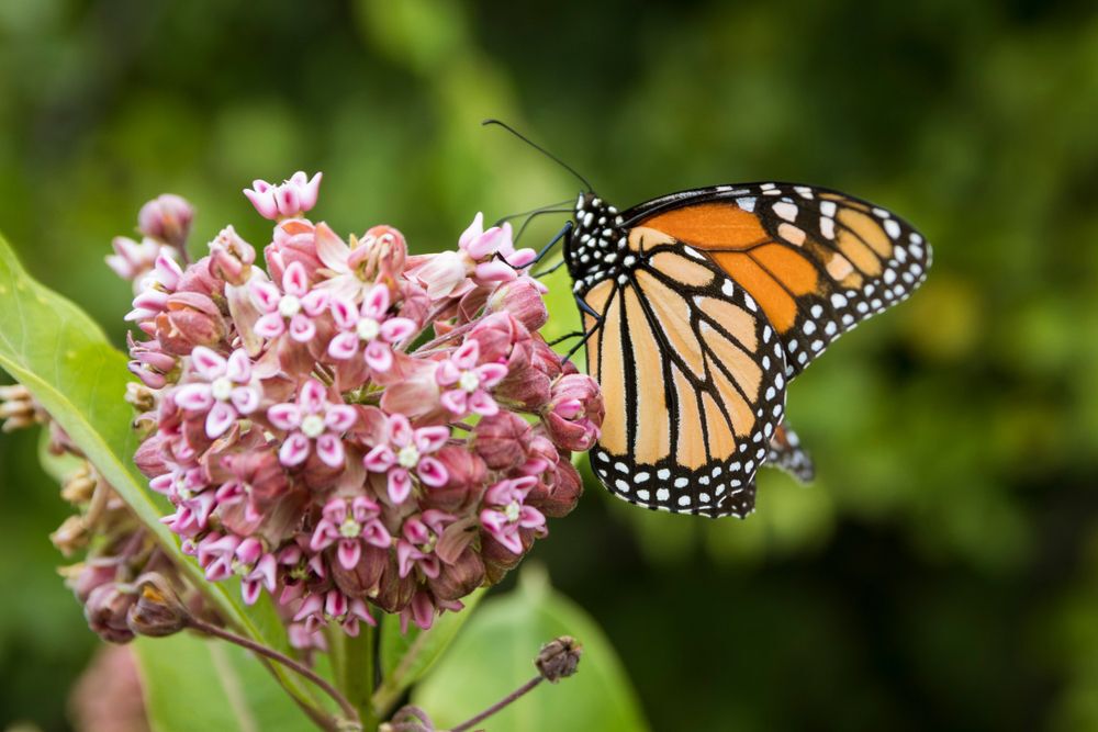 Monarch on milkweed