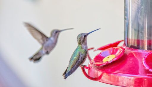 Hummingbirds at a feeder