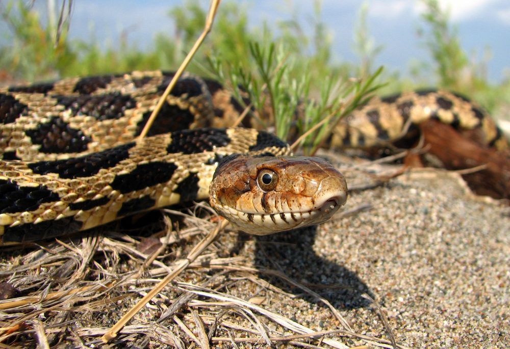 Male Eastern fox snake