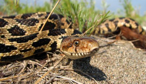 Male Eastern fox snake