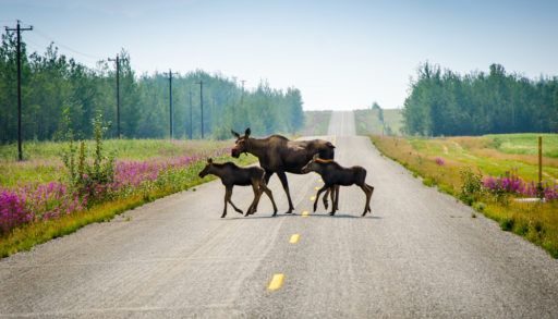 mother moose and two calves on the road