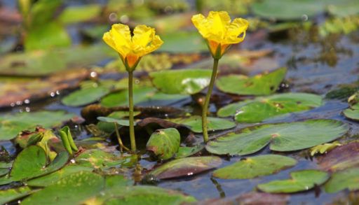 floating heart, an invasive plant