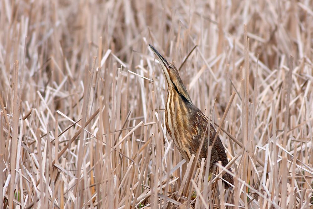 American bittern in the reeds