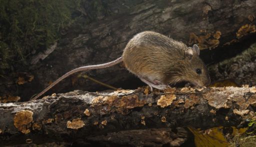 Woodland jumping mouse on a log