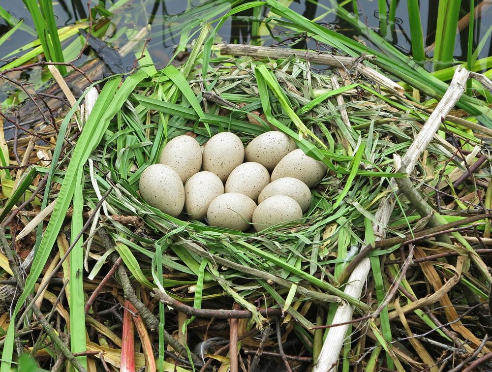 Canada Goose eggs in nest