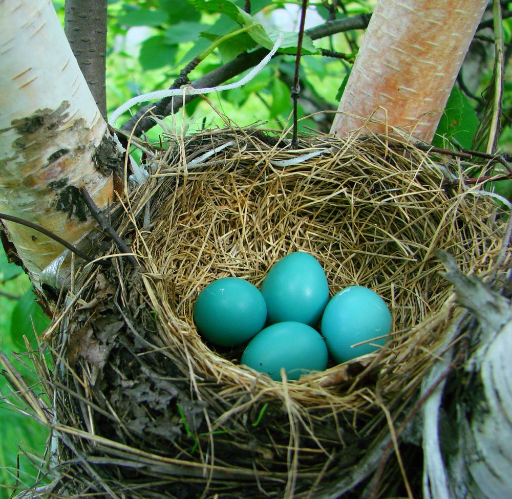 blue robin eggs in nest