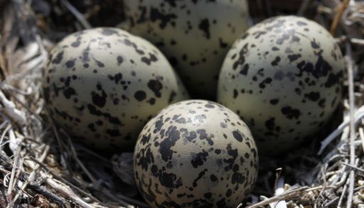 Semipalmated plover bird eggs in nest