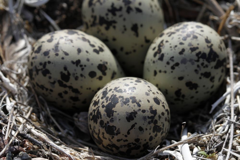 Semipalmated plover bird eggs in nest